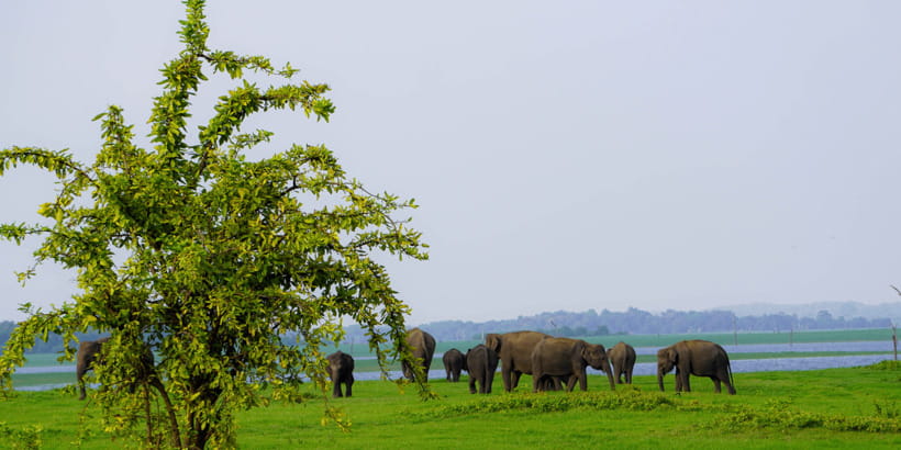 Kaudulla National Park Half Day Sri Lanka Jeep Safari - Key things that make this safari special