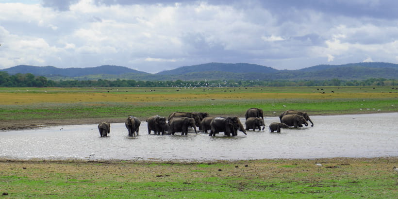 Kaudulla National Park Half Day Sri Lanka Jeep Safari - Rainy days, muddy roads, and the reality check