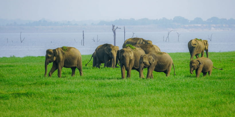Kaudulla National Park Half Day Sri Lanka Jeep Safari - The Kaudulla elephant gathering, what you should watch for
