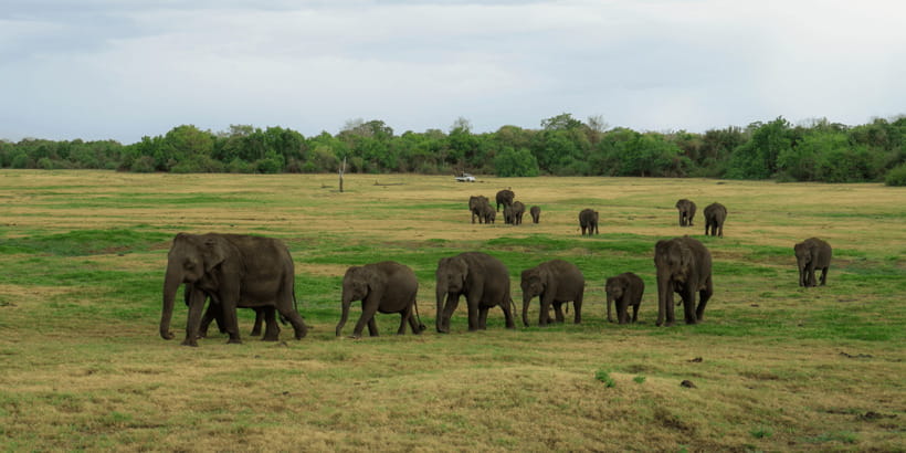 Kaudulla National Park Half Day Sri Lanka Jeep Safari - Wildlife beyond elephants, spotting like a pro