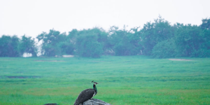 Kaudulla National Park Half Day Sri Lanka Jeep Safari - How the jeep setup improves your photos and comfort