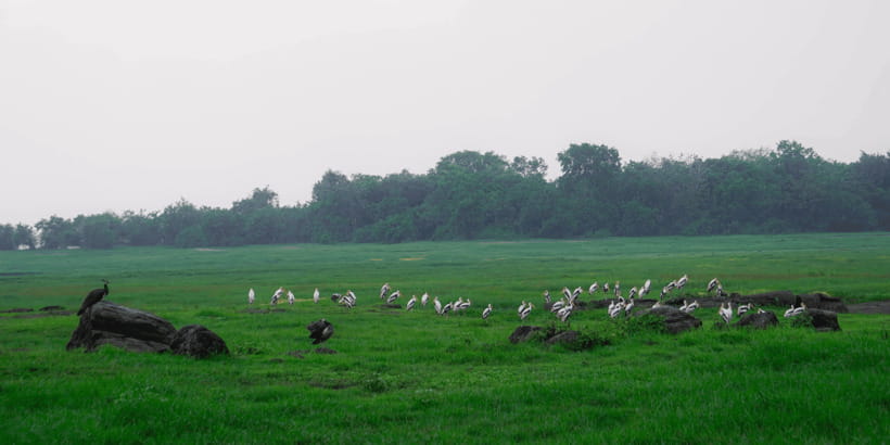 Kaudulla National Park Half Day Sri Lanka Jeep Safari - Timing and what the 4 hours really mean on the ground