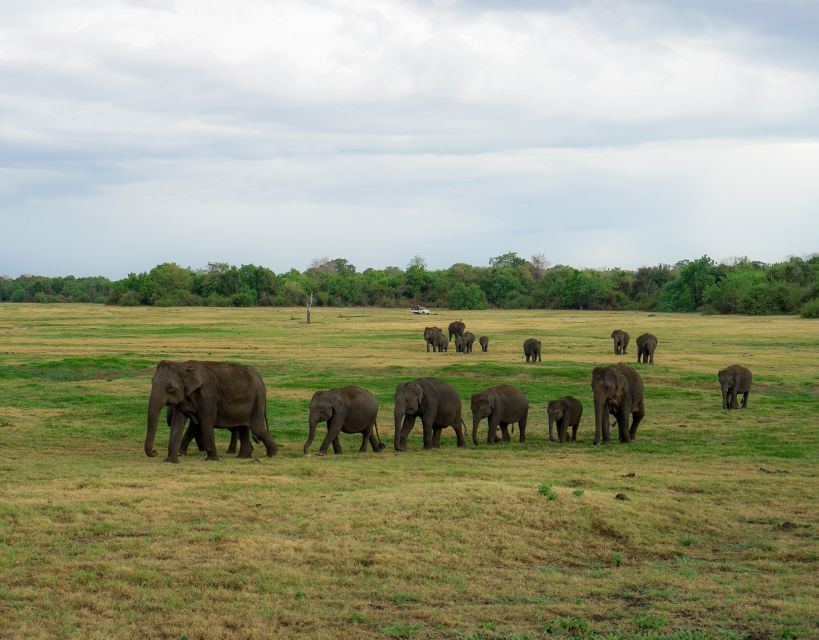 Kaudulla National Park Half Day Sri Lanka Jeep Safari - Guides and drivers, why names come up again and again