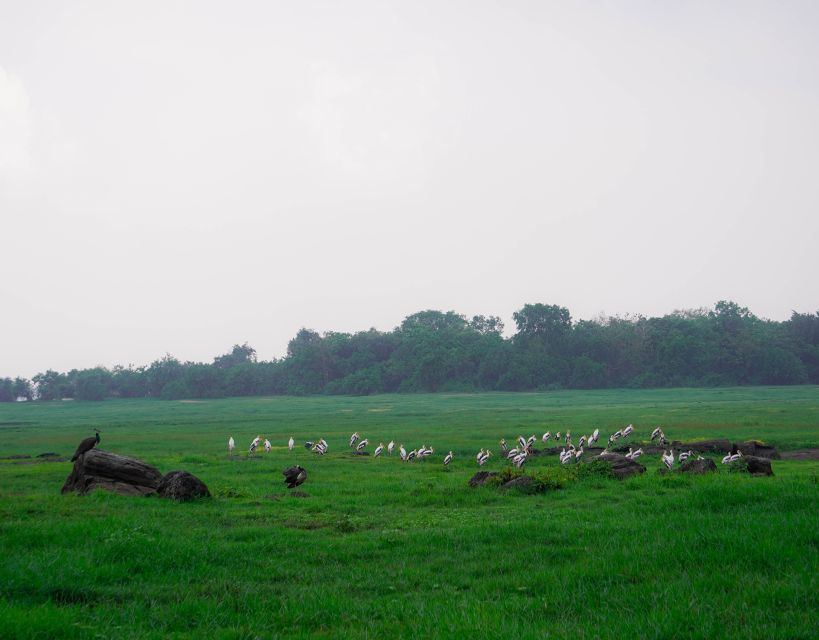 Kaudulla National Park Half Day Sri Lanka Jeep Safari - Price and logistics: what $39 includes, and what doesn’t