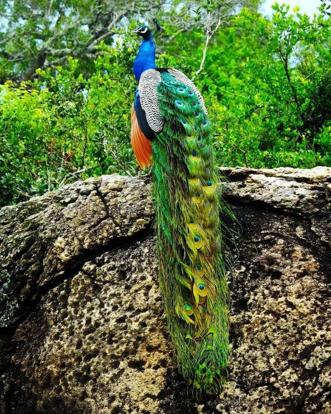 Kaudulla National Park Private Elephant & Wildlife Safari - Beyond Elephants: Deer, Wild Boars, Eagles, and Kingfishers