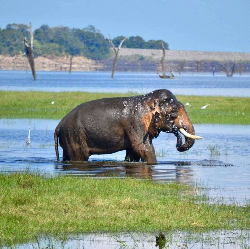 Kaudulla National Park Private Elephant & Wildlife Safari - Included vs. Not Included, So You’re Not Surprised