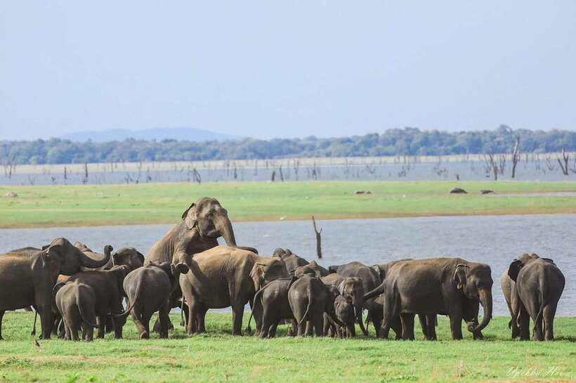 Kaudulla National Park Private Elephant & Wildlife Safari - Who This Safari Fits Best (Families, Couples, Bird Fans)