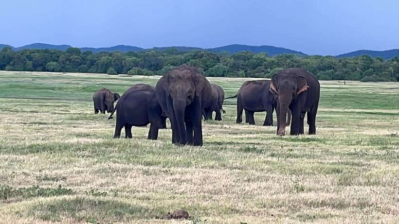 Kaudulla National Park: Private Safari - Kaudulla Tank: Why the Elephants Show Up in Big Numbers