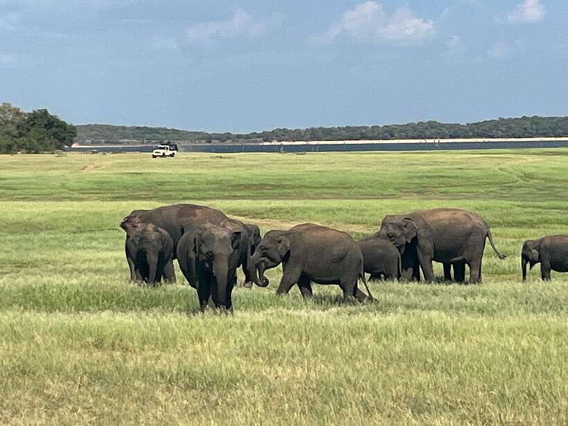 Kaudulla National Park: Private Safari - The 3-Hour Safari in Mixed Terrain: Wetlands, Rocks, and Scrub