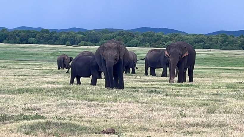 Kaudulla National Park: Private Safari - What You’ll Likely Feel in the Jeep (Close Views and Calm Guidance)