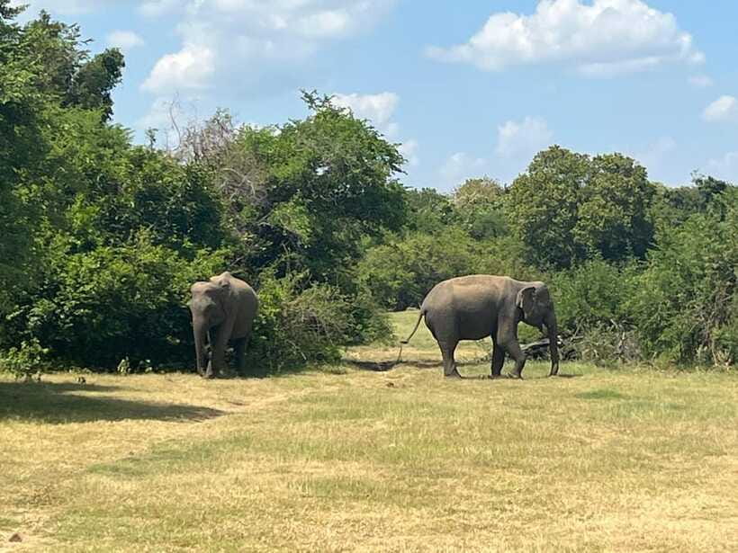 Kaudulla National Park: Private Safari - What to Bring (and What to Skip)