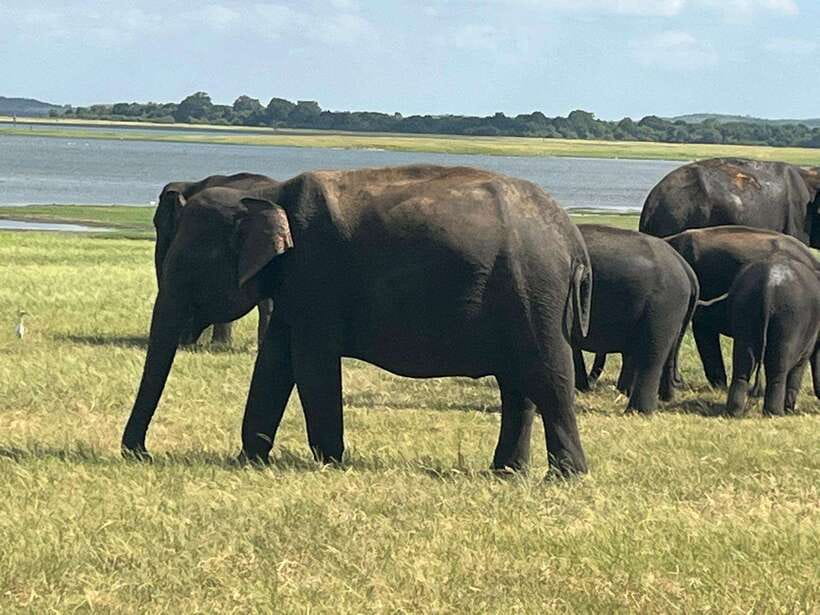 Kaudulla National Park: Private Safari - Who This Safari Fits Best