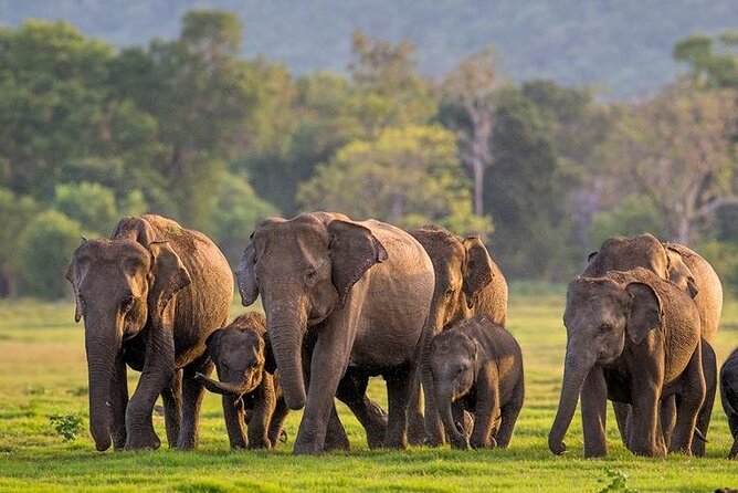Kaudulla National Park Safari | Jeep with Tickets - Key highlights you should care about