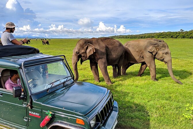 Kaudulla National Park Safari | Jeep with Tickets - Kaudulla at 2:30 pm: what this afternoon timing is really good for