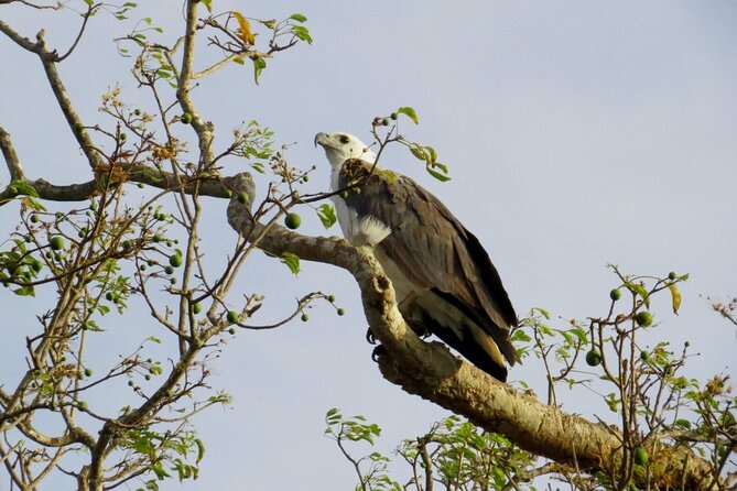 Kaudulla National Park Safari | Jeep with Tickets - Comfort tips that actually help in the afternoon sun and rain