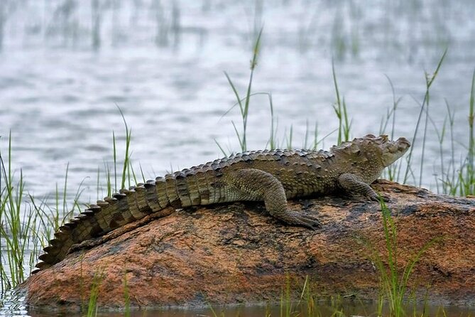 Kaudulla National Park Safari | Jeep with Tickets - Who this safari fits best, and who should consider alternatives