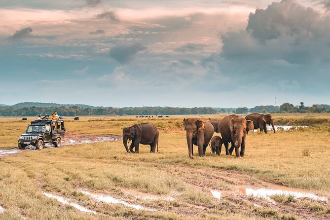 Kaudulla National Park Safari | Jeep with Tickets - Your $79 value: jeep safari with ticket, coconut, and a real guide