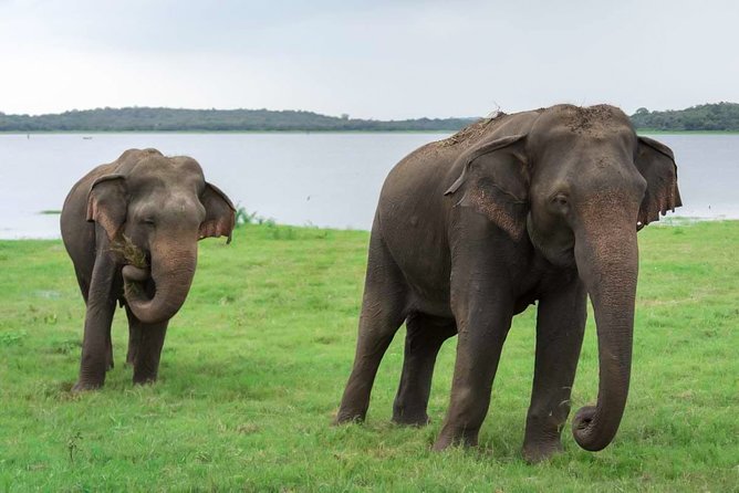 Kaudulla National Park Shared Safari - Key Points to Know Before You Go