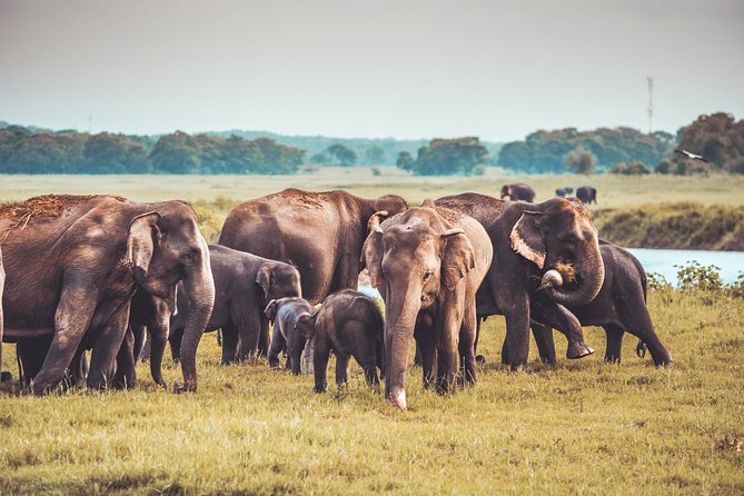 Kaudulla National Park Shared Safari - Kaudulla’s Tank Country: Why This Safari Works
