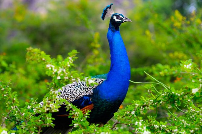 Kaudulla National Park Shared Safari - Pickup From Anuradhapura: Easy If You’re Close