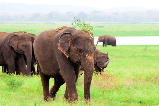 Kaudulla National Park Shared Safari - Morning vs Afternoon: When Elephants and Birds Are Most Likely