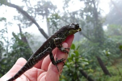 Knuckles Leopard trail Trek from Kandy