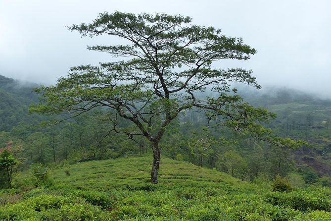 Knuckles Leopard trail Trek from Kandy - Distance, altitude, and why this is a medium to hard day