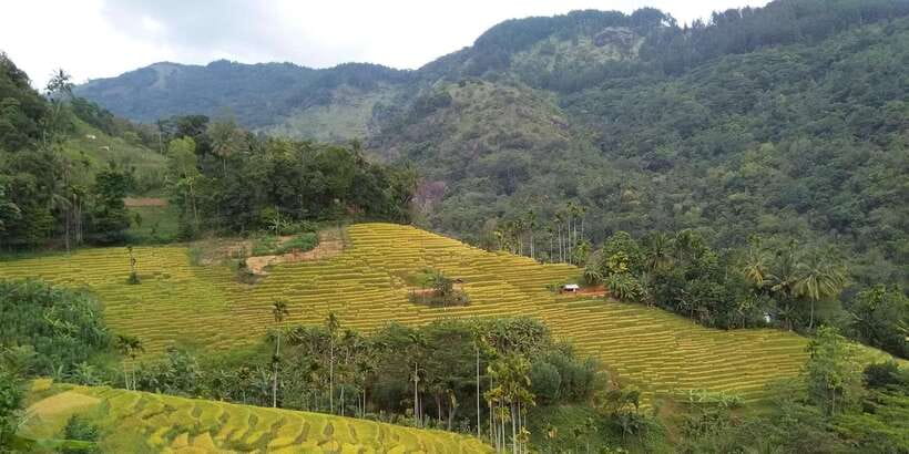 Knuckles Spice Trail Trek from Kandy - Pine and eucalyptus forest, birds, and the small wildlife you would miss otherwise