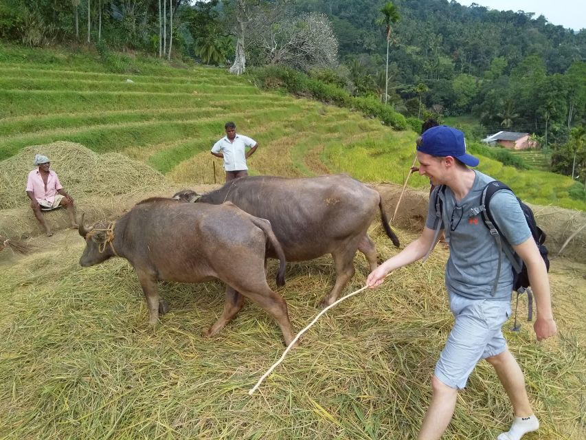 Knuckles Spice Trail Trek from Kandy - Waterfall crossing and the natural pool swim stop