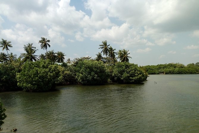 Koggala Lake Boat Tour - Birdwatching Reality: Plan for Birdlife, Not a Species Score