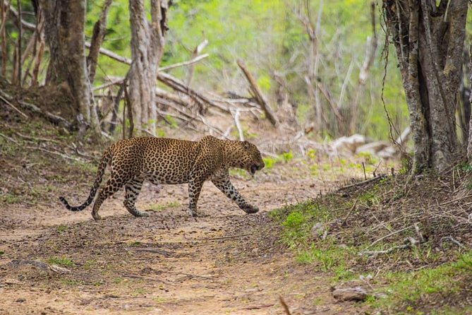 Kumana National park Full day safari - Key things that make this Kumana safari worth it