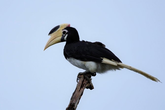 Kumana National park Full day safari - Why the 5:00 am start in Kumana matters