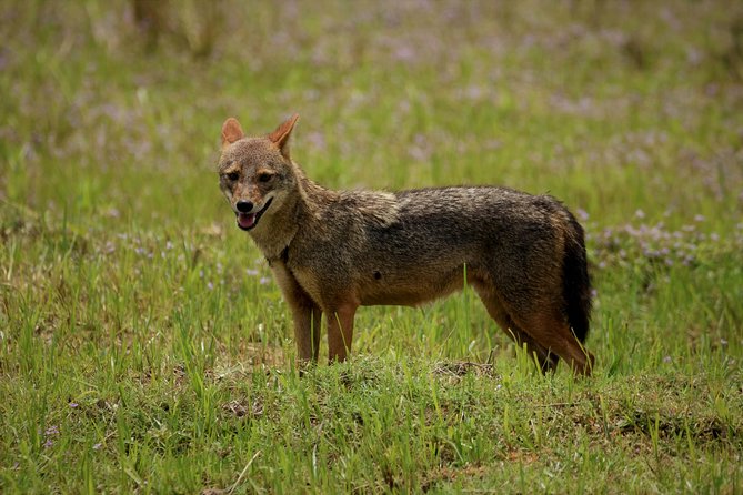 Kumana National park Full day safari - Your spotting list: animals and the 200-plus bird game
