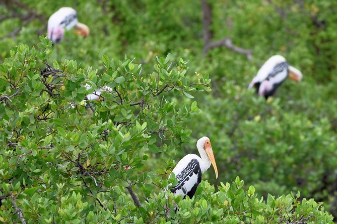 Kumana National park Full day safari - Breakfast and lunch by water: what the meal stops add to the safari