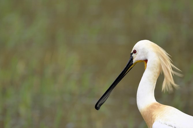 Kumana National park Full day safari - Jeep safari style: how the guide and driver shape your results