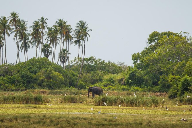 Kumana National park Full day safari - Price and value: what $190 covers on this full-day safari