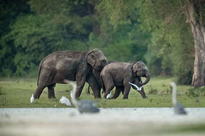 Kumana National Park Half Day Jeep Safari - Quick takeaways for Kumana National Park Half Day Jeep Safari