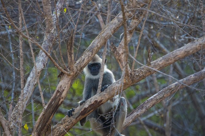 Kumana National Park Half Day Jeep Safari - Wildlife Chances Beyond Birds: Reptiles, Crocodiles, and Turtles