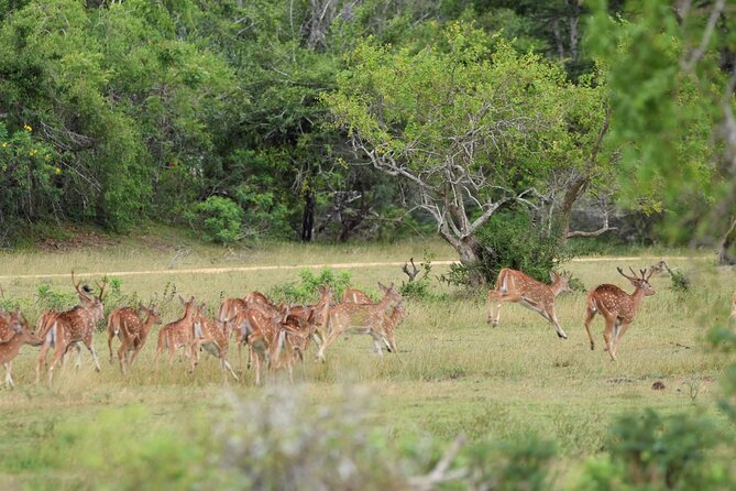 Kumana National Park Half Day Jeep Safari - What It Costs, and Whether It Is Good Value