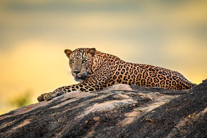 Kumana National Park Half Day Jeep Safari - Timing Your Jeep Safari: Morning Light vs Afternoon Heat