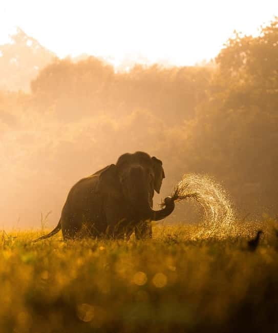 Kumana National Park Leopard Safari PRIVATE Tour - Should you book this Kumana National Park private leopard safari?