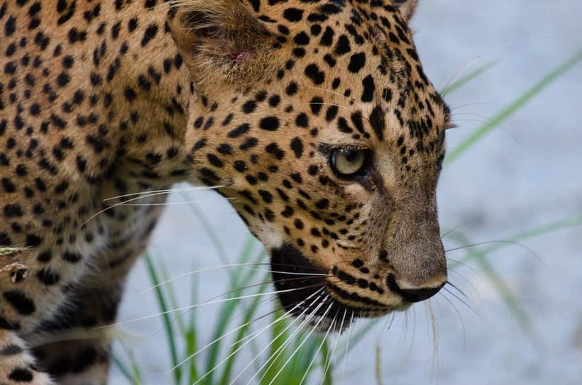 Kumana National Park Leopard Safari PRIVATE Tour - Kumana Villu swamp lake: birdwatching that’s the star attraction