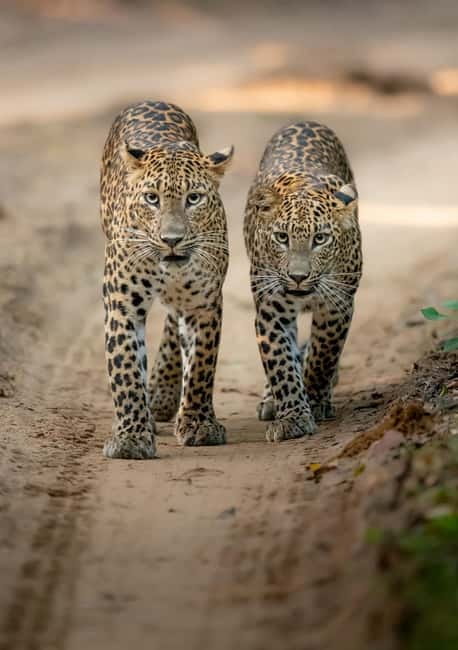 Kumana National Park Leopard Safari PRIVATE Tour - Your guide can make or break the experience