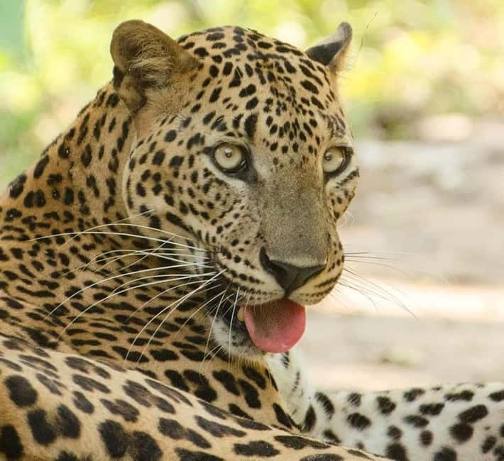 Kumana National Park Leopard Safari PRIVATE Tour - Included extras: what you get for the $85 price