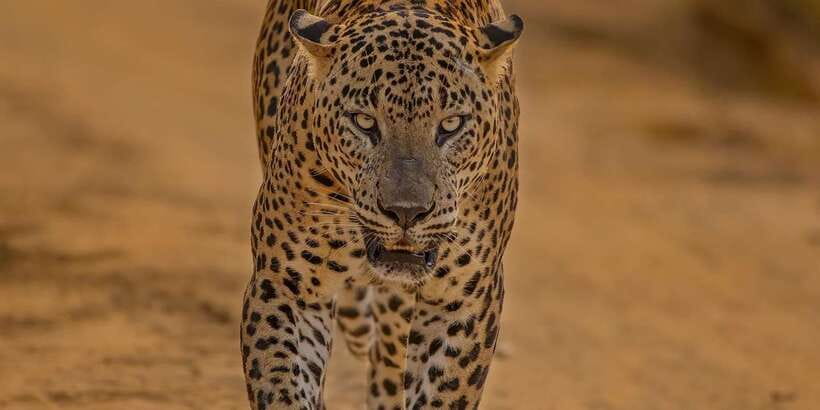 Kumana National Park : Morning or Afternoon Safari (6 h) - Key Things to Know Before You Go