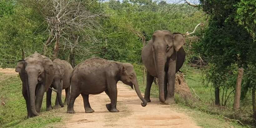 Kumana National Park : Morning or Afternoon Safari (6 h) - Where Kumana Fits in Sri Lanka, and Why Birds Lead the Way