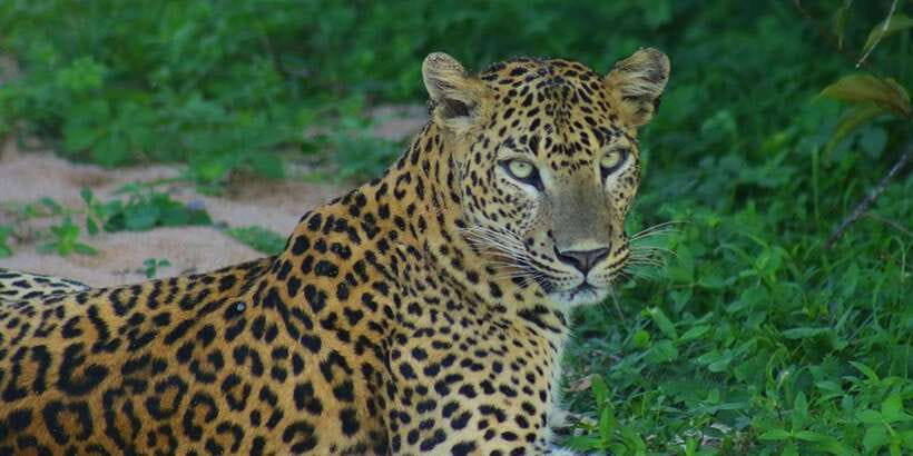 Kumana National Park : Morning or Afternoon Safari (6 h) - Inside the Park: Kumana Villu and Kumbukkan Oya