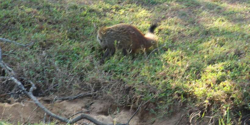 Kumana National Park : Morning or Afternoon Safari (6 h) - Photo Tips From a Jeep Safari Setup