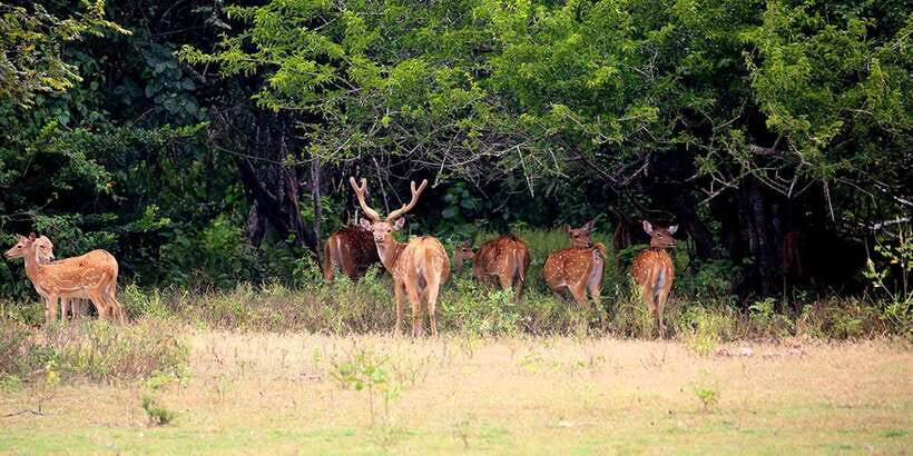 Kumana National Park : Morning or Afternoon Safari (6 h) - Your Guides and the English-Friendly Experience