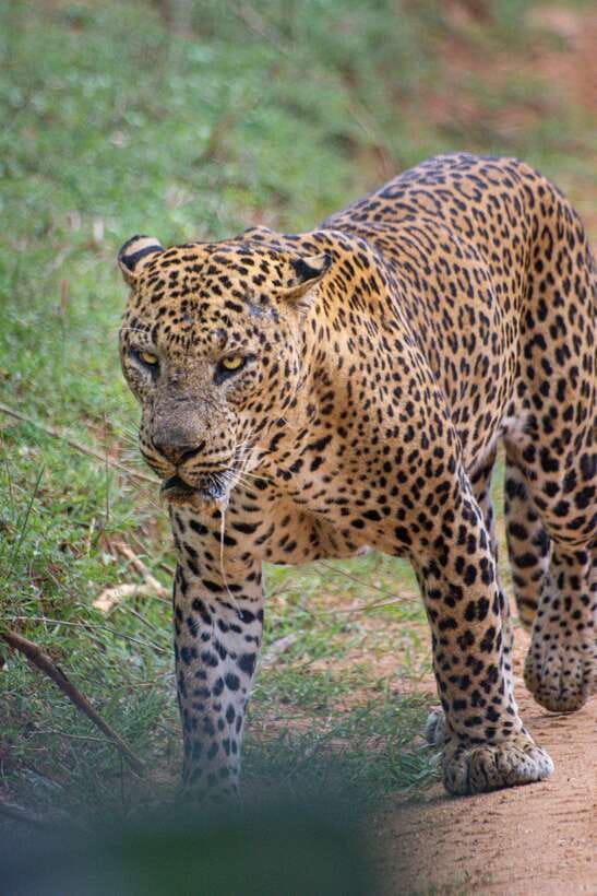 Kumana National Park : Morning or Afternoon Safari Tour - Hotel pickup to Kumana: Arugam Bay, Pottuvil, Panama, plus a 1-hour approach